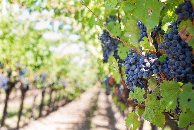 Ribeira Sacra: viñedos verticales sobre el cañón del Sil
